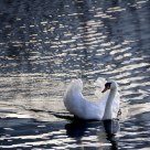 white swan